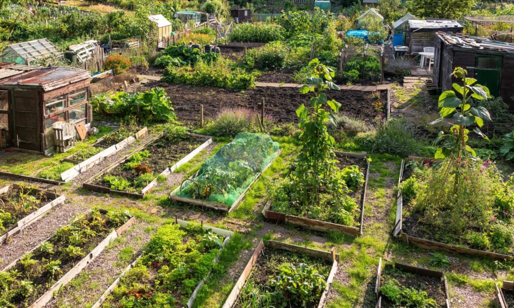 Exuberante agricultura urbana comunitário com canteiros elevados e pequenos galpões em um dia ensolarado. Micro-investimentos em Agricultura Urbana: Como Ganhar Dinheiro Cultivando na Cidade