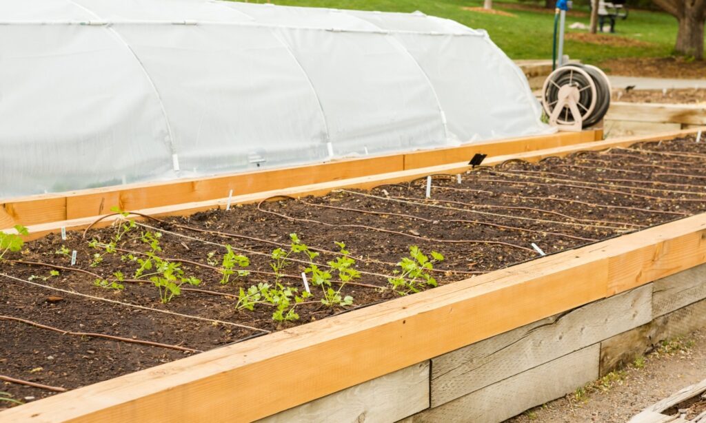 Um canteiro elevado com plantas jovens e uma estufa ao fundo. 1. Canteiro elevado com plantas em crescimento, representando micro-investimentos em agricultura urbana.2. Canteiro de jardim elevado com vegetação, simbolizando oportunidades de lucro na agricultura urbana.3. Canteiro elevado repleto de plantas, ilustrando o potencial de micro-investimentos em cultivo urbano.4. Canteiro de plantas em elevação, destacando a prática de agricultura urbana e suas oportunidades financeiras.5. Canteiro elevado com vegetais em desenvolvimento, refletindo a tendência de micro-investimentos na cidade. Micro-investimentos em Agricultura Urbana: Como Ganhar Dinheiro Cultivando na Cidade