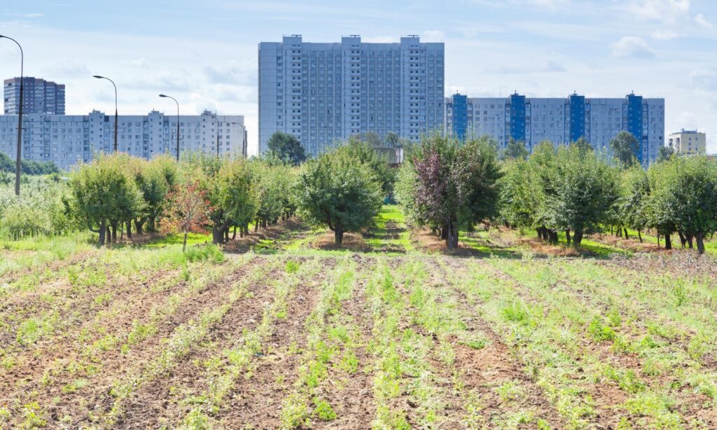 Agricultura urbana com fileiras de plantas jovens e árvores frutíferas, com prédios ao fundo sob um céu azul. Micro-investimentos em Agricultura Urbana: Como Ganhar Dinheiro Cultivando na Cidade